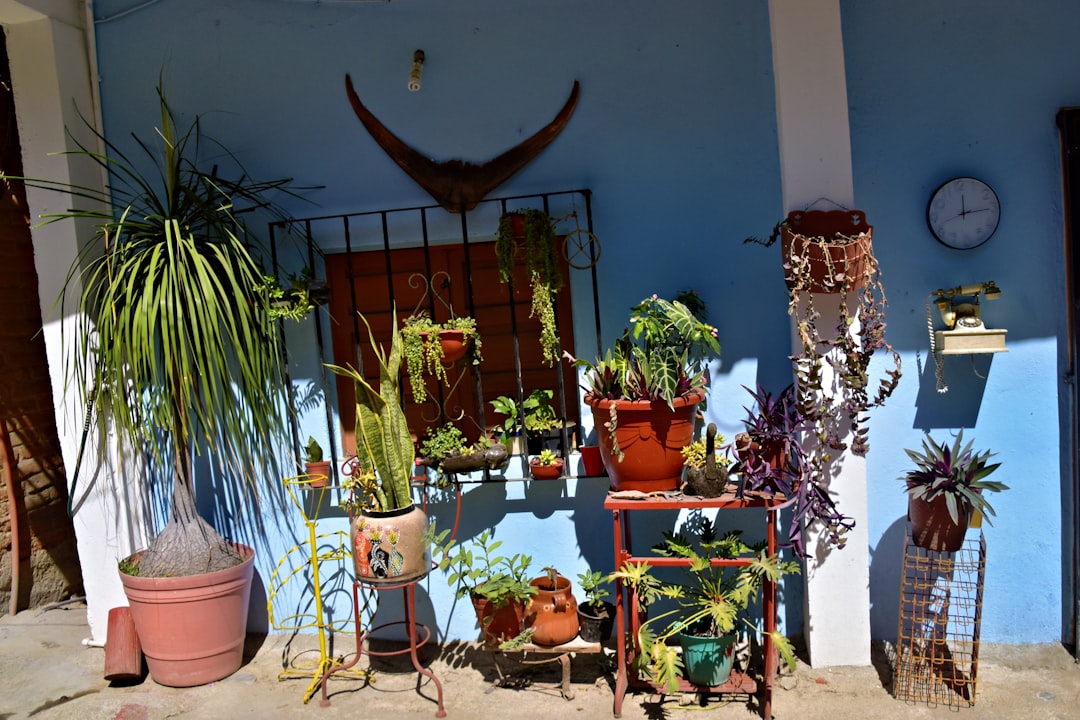 Photo by Jeffrey Eisen plantas ornamentales